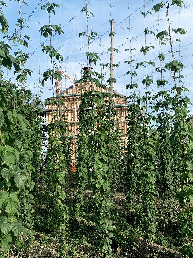 Hopfen-Reben vor dem Gebäude